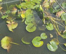 pond lilies