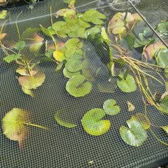 pond lilies
