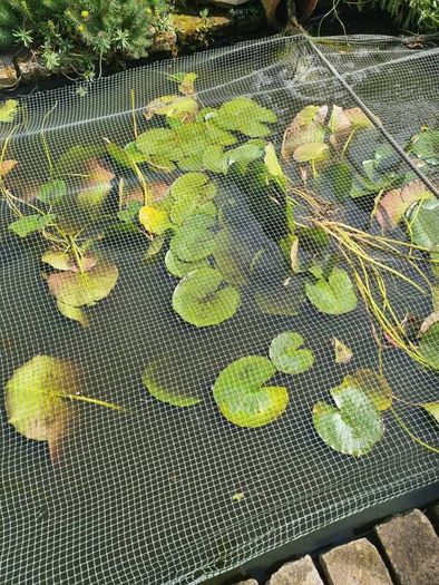 pond lilies