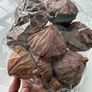 cholla wood & lotus pods for shrimps/aquarium Image 3