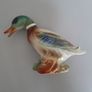 Mallard Duck Image 5