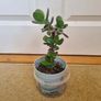 Tall Jade plant Image 2