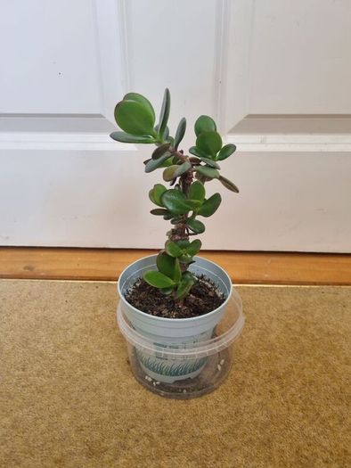 Tall Jade plant