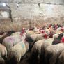 50 super ewe lambs Image 5