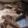 Leopard gecko terrarium Image 10