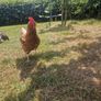 8 laying hens for sale Image 2