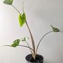 Alocasia Stingeray Plant Image 3