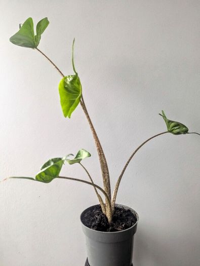 Alocasia Stingeray Plant