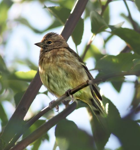 Vivitar 200mm F3.5 lens