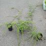 plants Image 2