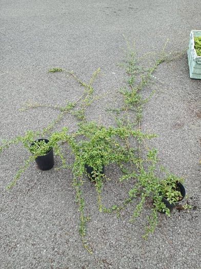 plants