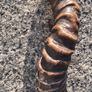 19th Century Horned Ceramonial Trident and Dagger (24 Inches) Image 8