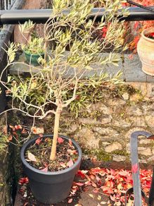 Potted olive tree
