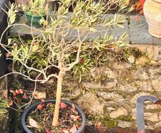 Potted olive tree