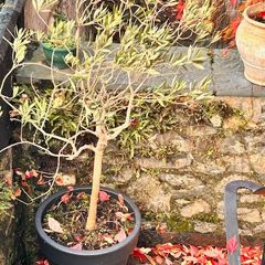 Potted olive tree