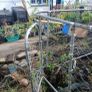 chicken run/ dog run Image 4