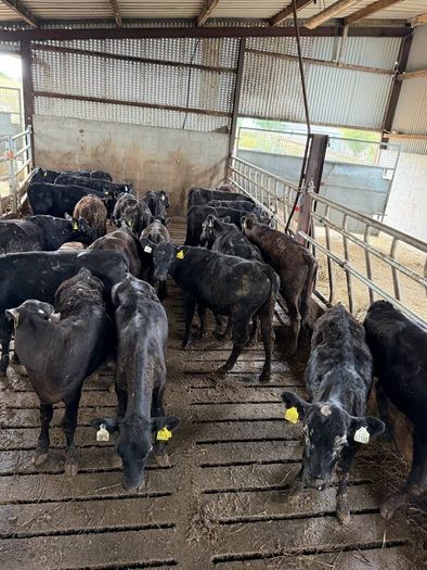 Aberdeen Angus Heifers