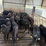 Aberdeen Angus Heifers Image 6