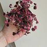 Oxalis vulcaniola Crazy Plum Image 5