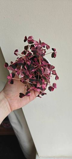 Oxalis vulcaniola Crazy Plum
