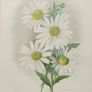 Primula Gipsy Queen & Pyrethrum Uliginosum 1889 Image 3