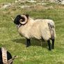 Blackface Rams Image 5