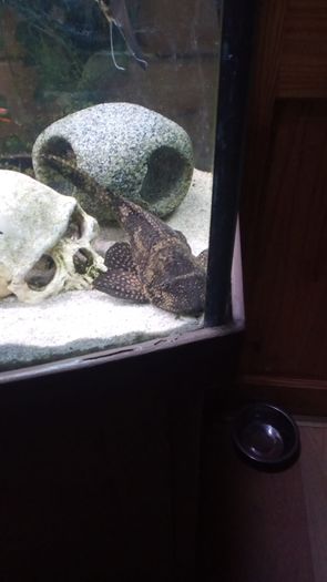 Juwel Vision Tank + Stand 260 Litres