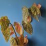 begonia Image 3