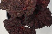 Begonia