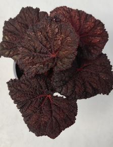 Begonia