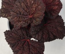 Begonia