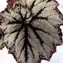 Begonia Image 2