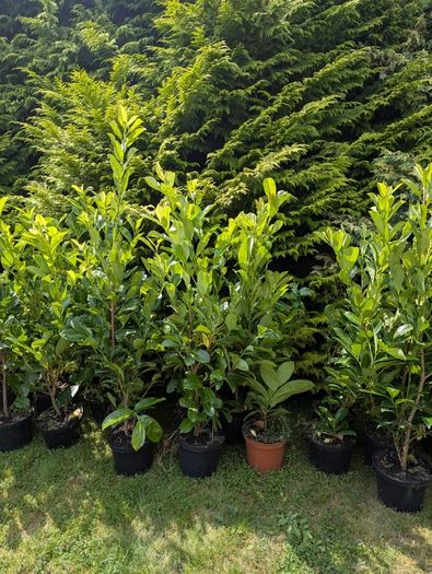 Cheap Instant 4 Foot Tall Laurel Hedge
