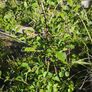 Flowers, herbs, bushes, trees Image 4