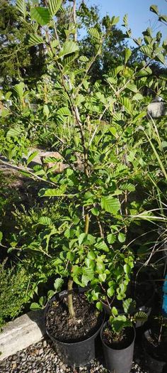 Flowers, herbs, bushes, trees