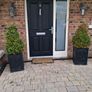 buxus trees Image 2