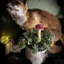 Irish Deer Antler and Amanita Muscaria Mushroom Plant Decoration Image 2