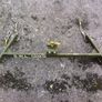 Sling Spreader 120kg Image 2