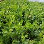 Instant Laurel Hedging Image 3