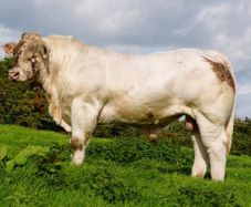 Pedigree Charolais Cattle