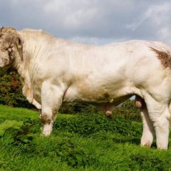 Pedigree Charolais Cattle