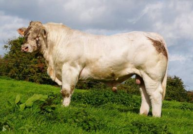 Pedigree Charolais Cattle