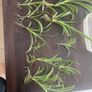 Spider Plants Image 6