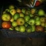 Cooking Apples Image 5