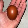 hatching eggs Image 5