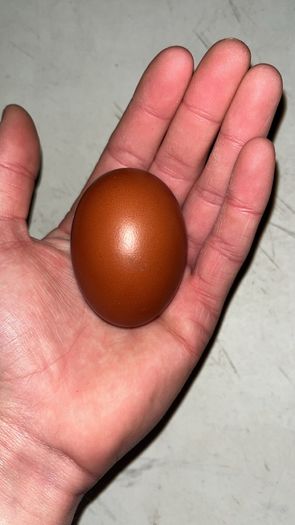hatching eggs