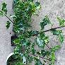 Holly Hedging Image 2