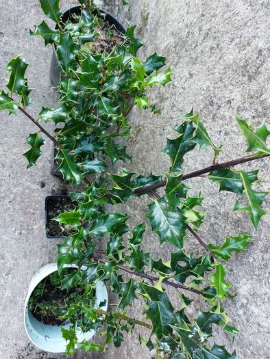 Holly Hedging