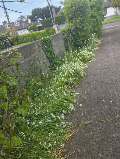 A wild garden