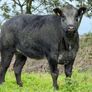 15 super breeding heifers for tullamore mart 26th Image 10